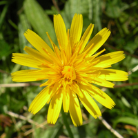 Wildflower Rough Hawkbit